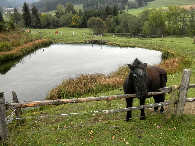 Single treffen kärnten
