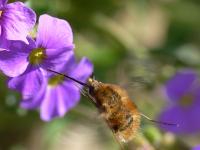 Naturwunder in der Stockerauer Au