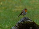 nl-2016-02-singlewandern-oesterreich-deutschland.jpg