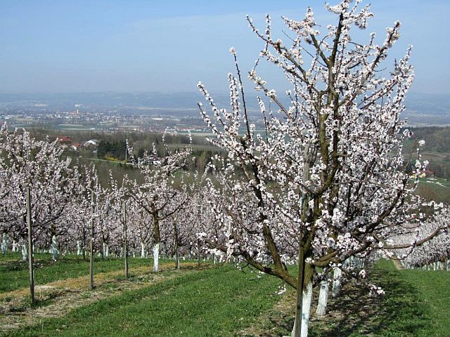 Single wandern oberosterreich