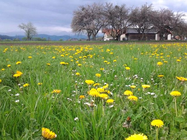 30+ singles steiermark