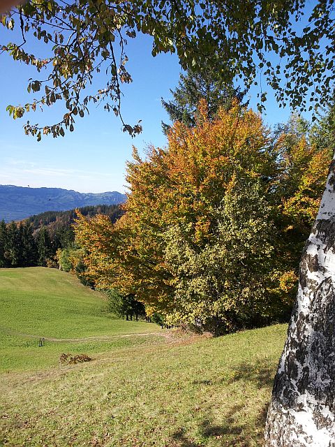 Single dornbirn