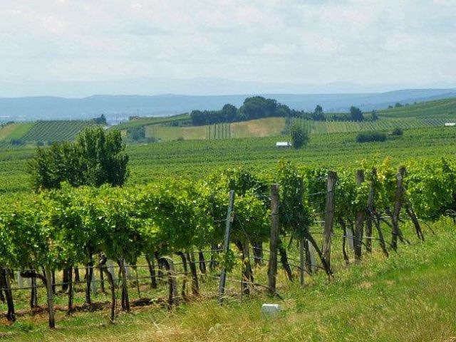 Singlewandern burgenland